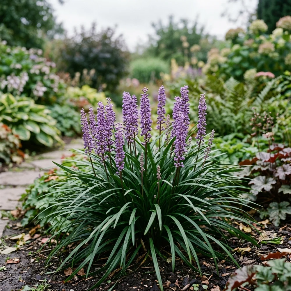 Leliegras (Liriope muscari)
