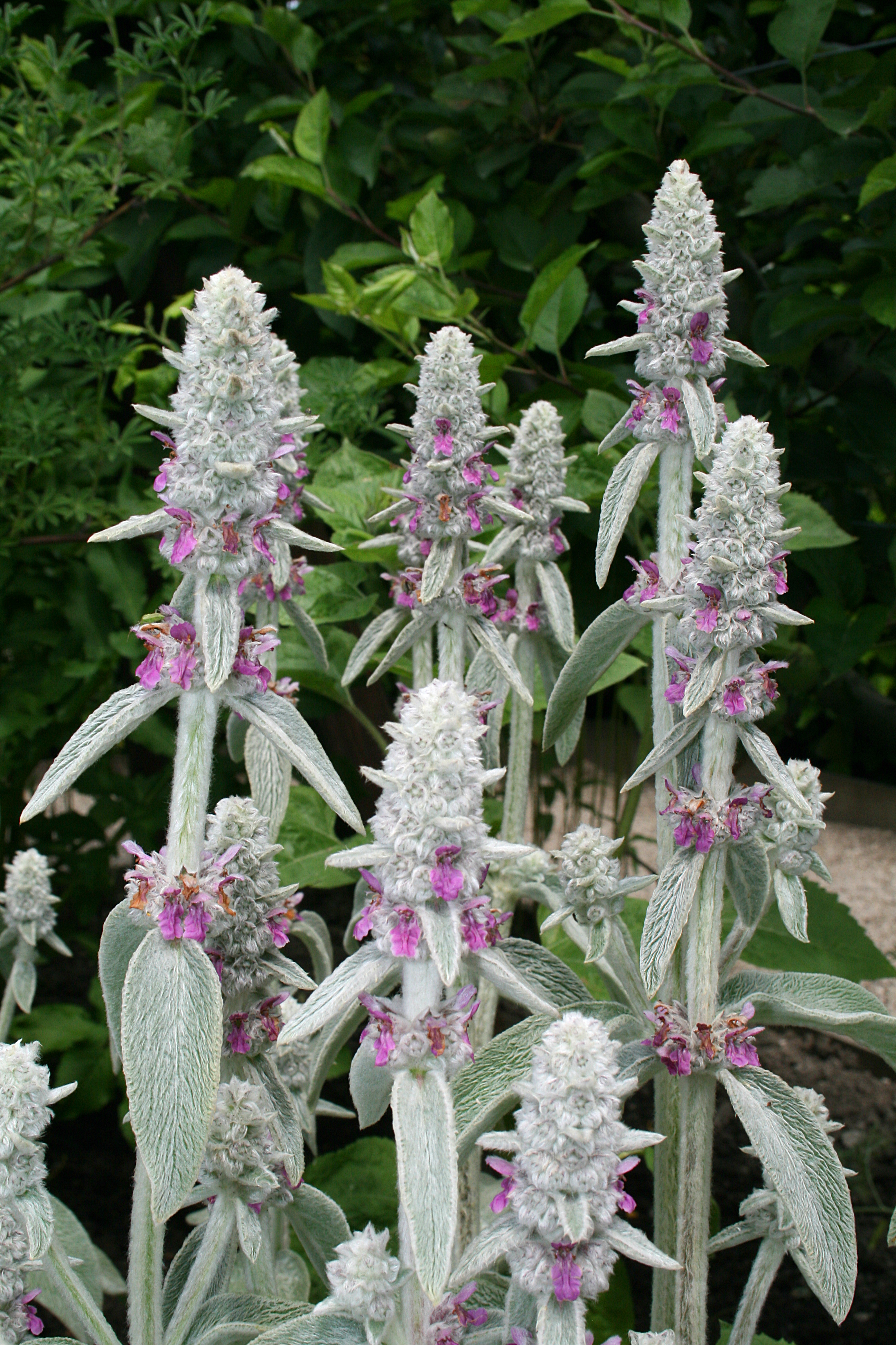 Ezelsoor (Stachys byzantina)