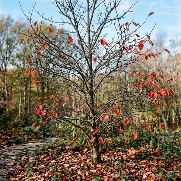Krentenboompje in de herfst