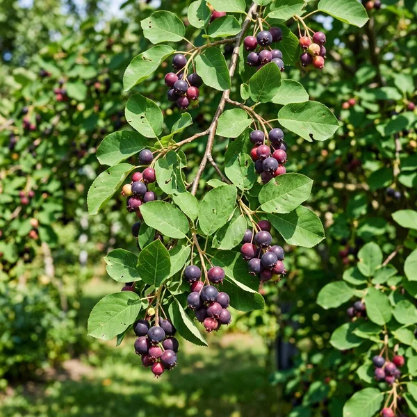 Krentenboompje in de zomer