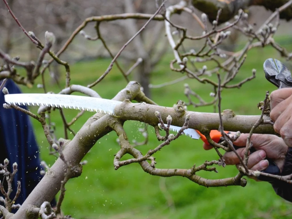 Tak wegsnoeien met een handzaag en een snoeischaar in een fruitboom