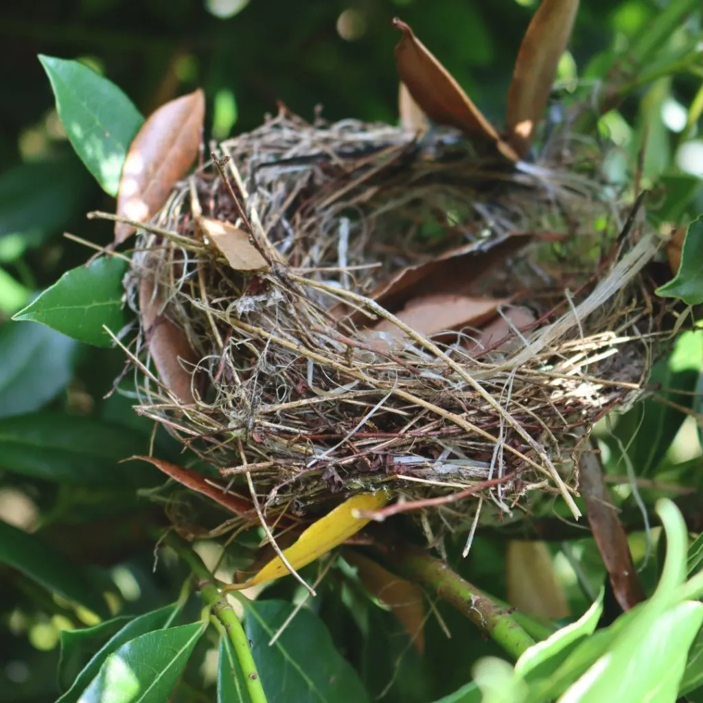 Vogelnest in een groene struik